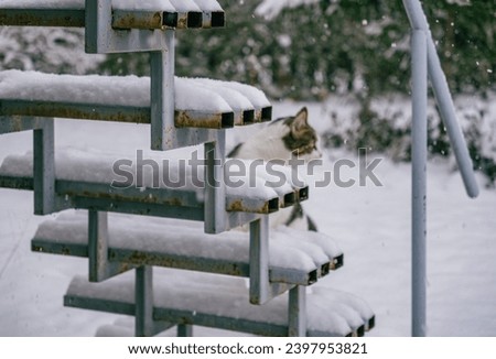 cute kitten outside in the snow looking for adventure