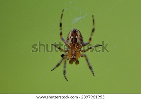 Diadem spider, (cross orbweaver), scientific name araneus diadematus, taken in Valais, CH. Royalty-Free Stock Photo #2397961955