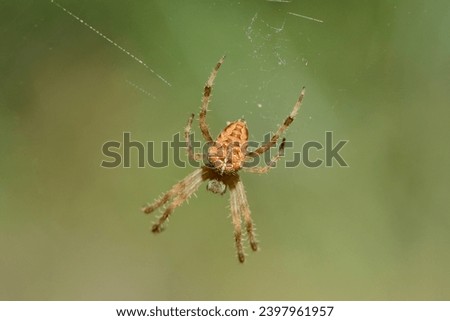 Diadem spider, (cross orbweaver), scientific name araneus diadematus, taken in Valais, CH. Royalty-Free Stock Photo #2397961957