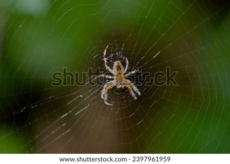 Diadem spider, (cross orbweaver), scientific name araneus diadematus, taken in Valais, CH. Royalty-Free Stock Photo #2397961959