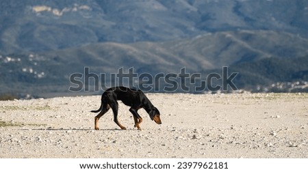 Skinny , light brown and black hungry stray dog.,On the road searching for food. Exhausted, doggy. Hot summer day. Nobody, selective focus Royalty-Free Stock Photo #2397962181