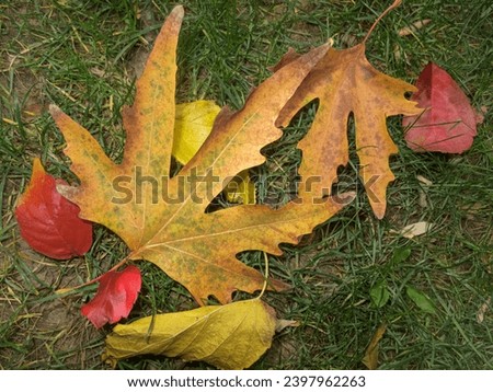 Top view of autumn leaves of different colors. Season background concept image. Fallen golden color maple leaf on green dry garden grass.