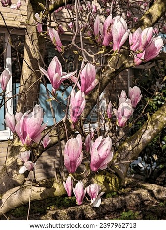 pink flowers on tree magnolia blossoms