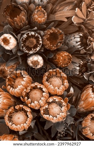 Red protea on store background.  New trending PANTONE 13-1023 Peach Fuzz colour of 2024 year 