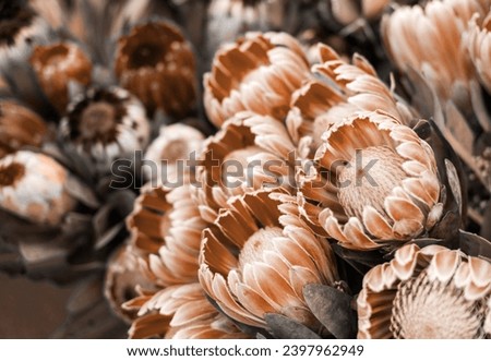 Red protea on store background.  New trending PANTONE 13-1023 Peach Fuzz colour of 2024 year 