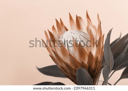 Blooming Pink Protea Plant over pastel background. New trending PANTONE 13-1023 Peach Fuzz colour of 2024 year 