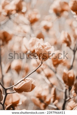 Spring magnolia flowers on the natural background. New trending PANTONE 13-1023 Peach Fuzz colour of 2024 year 