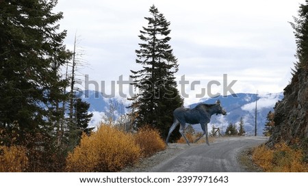 cow moose crossing road to seven devils near riggins idaho Royalty-Free Stock Photo #2397971643