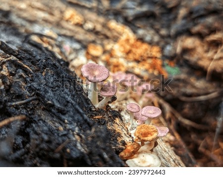 A group of ringless honey mushrooms or Armillaria Tabescens. Bornean ringless honey mushroom.  beautiful small fungus.  tropical rainforest fungus. mushrooms in natural life.