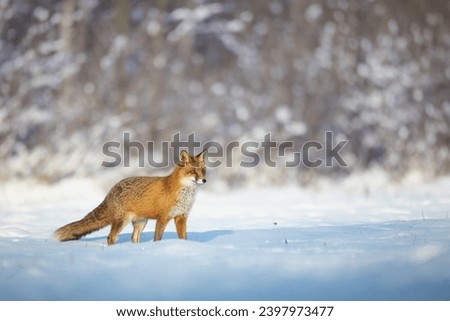 Mammals Fox Vulpes vulpes in winter scenery, Poland Europe, animal walking among winter snowy meadow