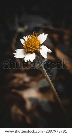 Tridax procumbens flower portrait in a dark brown environment , This yellow and white flower is very beautiful even though it is a very small flower