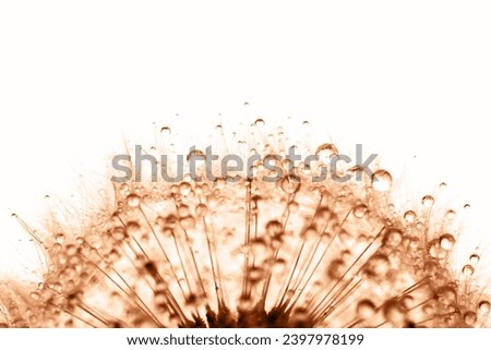 Dandelion in the dew drops on white background, macro. Place for text. Nature and eco concept. Demonstrating color of 2024 year - peach.