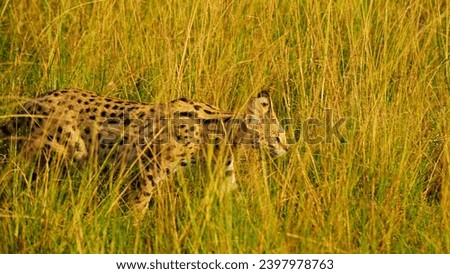 A Cheetah walking through tall, golden yellow grass. The cheetah, which is a light tan color with black spots, is walking from left to right in the image. The background is a blurred field of grass.