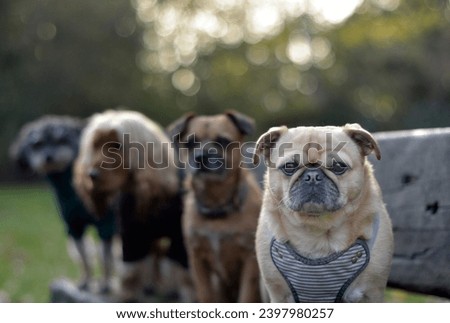 Portrait of a super cute pack of dogs posing on a bench, group of dogs on their daily walk and exercise focus for the camera