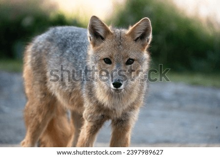 andean fox face close up