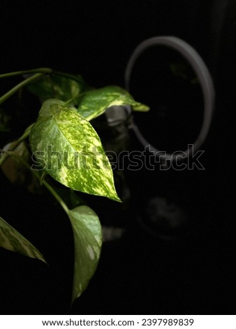 Master piece photo light on plants in dor photo