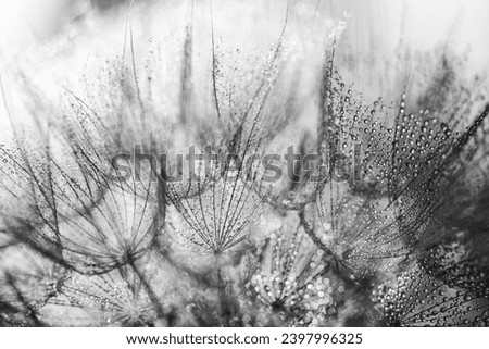 Dandelion with water drops, decoration