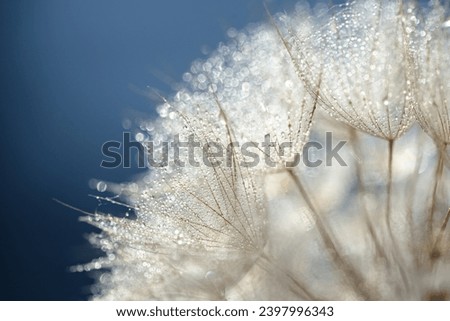 Dandelion with water drops, decoration