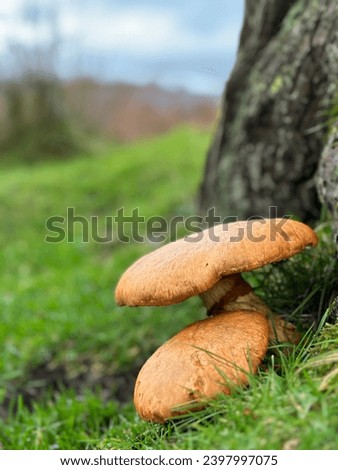 Portrait picture of two orange mushroom’s growing off a tree