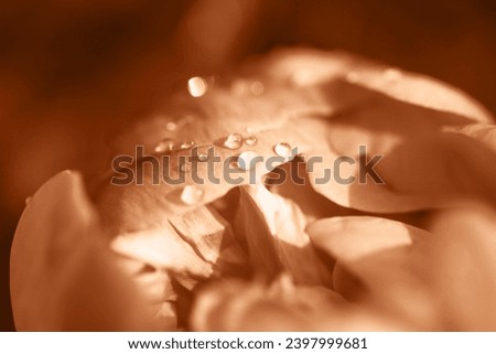Droplets of pure water on a flower peony closeup. Demonstrating color of 2024 year - peach.