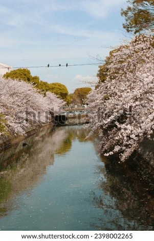 Film photo taken of cherry blossoms blooming next to the river in Tokyo, Japan in April. It was a relaxing walk where you could stroll underneath the cherry blossom trees and enjoy nature.