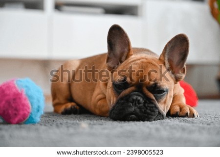 French bulldog puppy in the living room