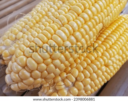 Fresh Yellow Sweet Corn During Harvest Season Isolated on Bamboo Background