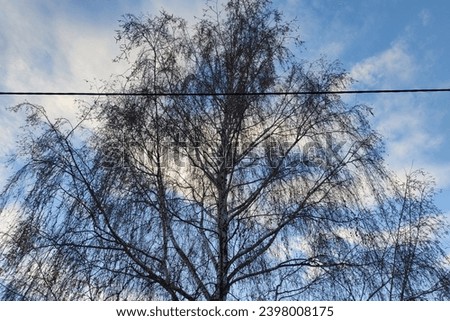 A large tree, in the background of sky with clouds, cord lead, color photography