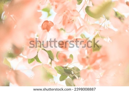 Spring flowers background in peach fuzz color. Blooming apple tree. Soft focus, springtime blossom freshness.