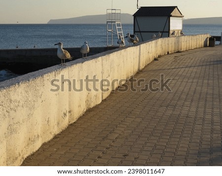 Seagulls sit on a concrete wall running along the seashore on a sunny summer evening