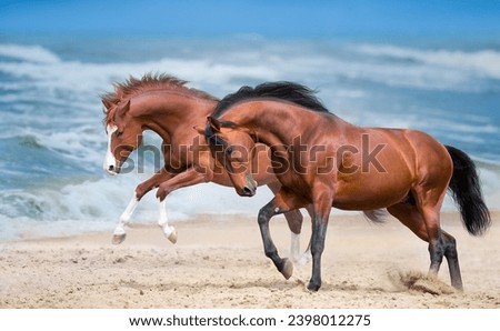Two  horse running gallop along the beach Royalty-Free Stock Photo #2398012275