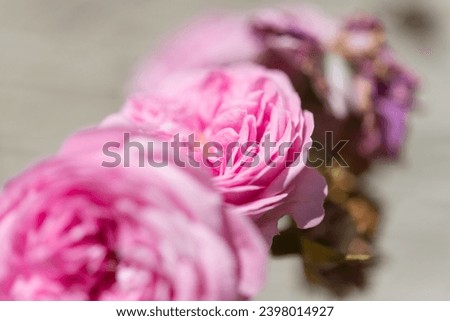 close-up of ruffle pink roses on a neutral ground