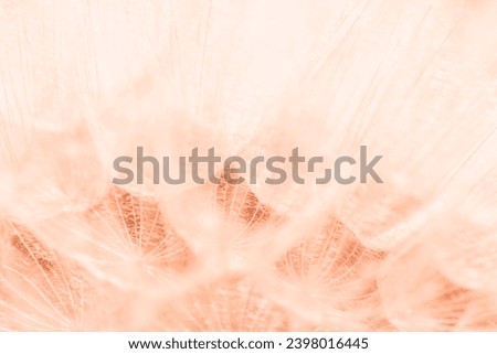 Color of the Year 2024 Peach Fuzz. Beautiful soft background. parachutes dandelion. Copy space. soft focus on water droplets. circular shape, abstract background. Royalty-Free Stock Photo #2398016445