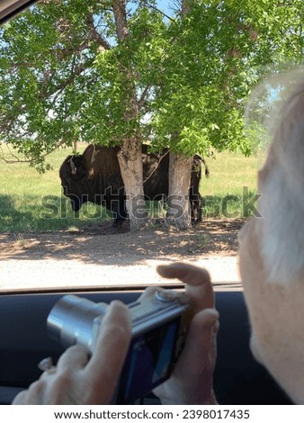 Woman looking out the window of a car trying to take a picture of a Bison that is wandering close by the car in his natural environment. Colorado, USA