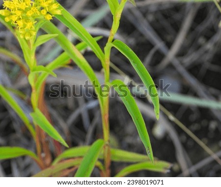 Solidago riddellii (Riddell's Goldenrod) Native North American Wildflower