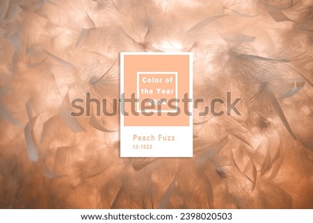 White fluffy feathers on blur background. New trending PANTONE 13-1023 Peach Fuzz colour of 2024 year 