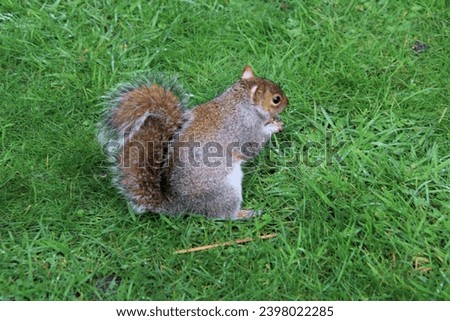 A view of a Grey Squirrel in a London Park