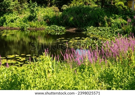 Beautiful aquatic plant lotus flower green leaves floating on tranquil water in pond at city botanical gardens Bremen, Germany.