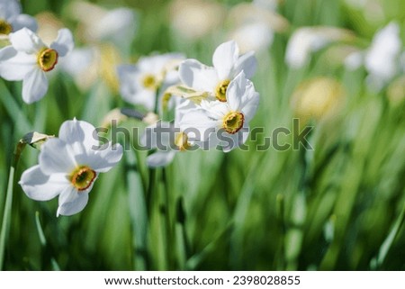 White daffodils in the spring garden. Shallow depth of field.