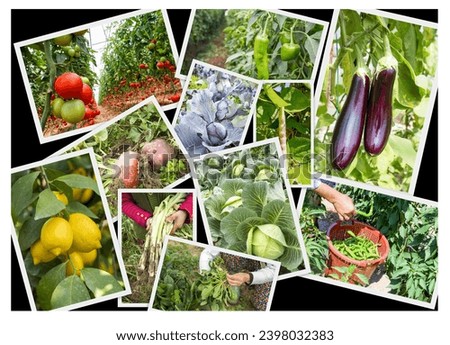 Various fresh organic natural vegetable agriculture collage