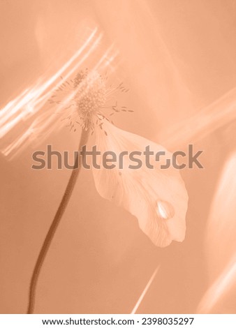 Peach fuzz is the color of the year 2024. Abstract floral texture toned in fashion blended pink-orange trend-setting colour of the year Peach Fuzz Royalty-Free Stock Photo #2398035297