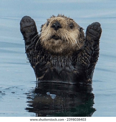 The sea otter (Enhydra lutris) 