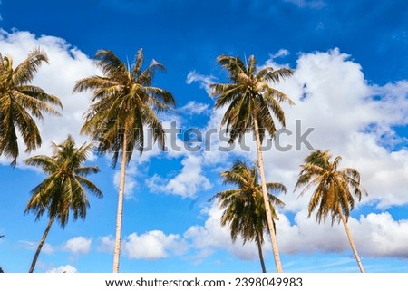 Panorama Of Tropical Beach With Coconut Palm Trees
