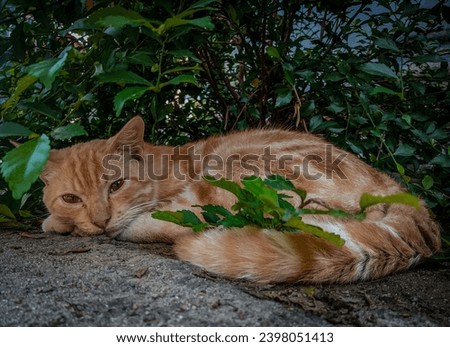 close up of a striped cat taking cover under a plant