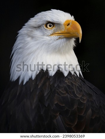 Close up Bald Eagle photo