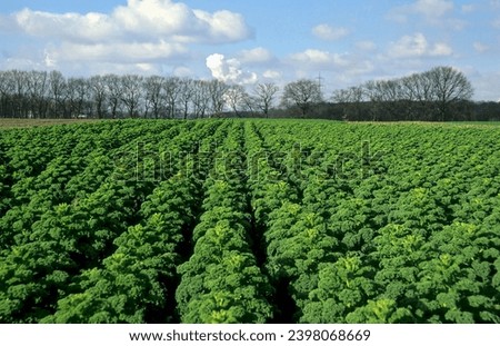 Kale (Brassica) oleracea, kale field, Wittlaer near Düsseldorf, North Rhine-Westphalia Royalty-Free Stock Photo #2398068669