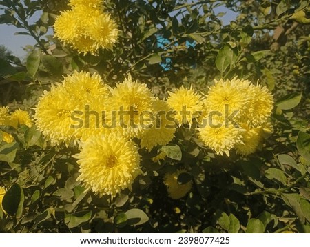 Cool yellow flowers in the yard