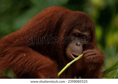 Adult orangutan busy with eating leaves on a rainy day, close up portrait, copy space for text, horizontal, background