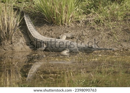 The gharial, also known as gavial or fish-eating crocodile, is a crocodilian in the family Gavialidae and among the longest of all living crocodilians.