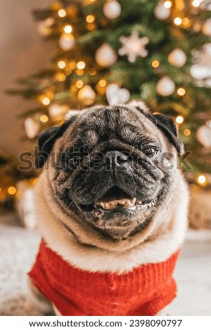 friendly festive pug Christmas pic